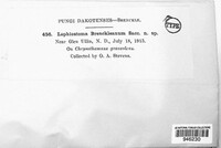 Lophiostoma brenckleanum image